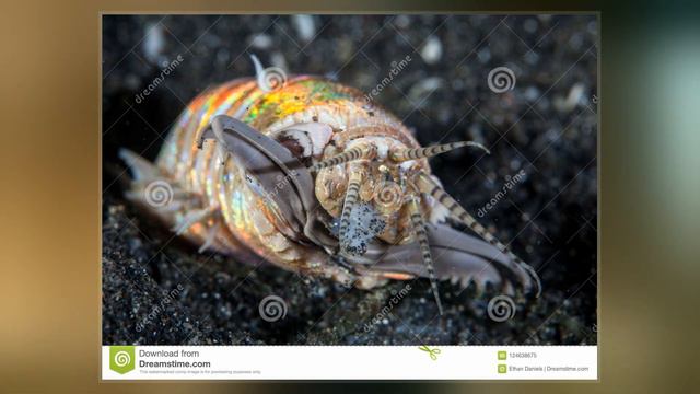 Eunice Aphroditois смотреть онлайн