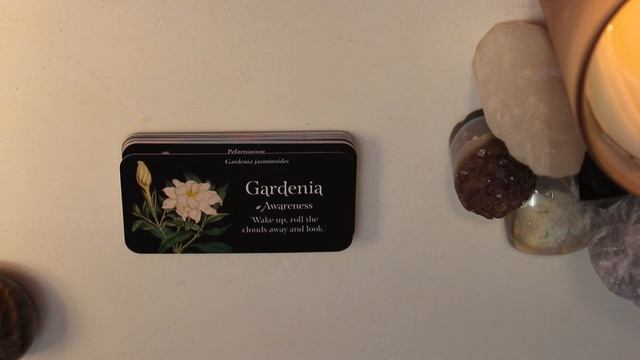 ♡︎???? ?ℎ????ℎ ♡ The Language of Flowers Oracle Cards ? | Deck Unboxing & Review | TarotLynn смотреть онлайн