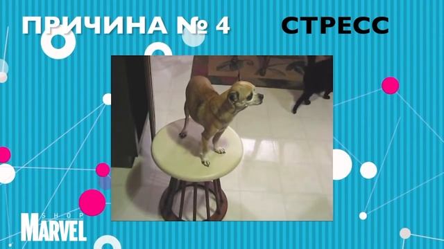 Почему собаки дрожат? смотреть онлайн