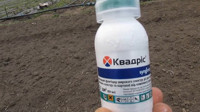 Чем обработать клубнику от болезней и вредителей? смотреть онлайн