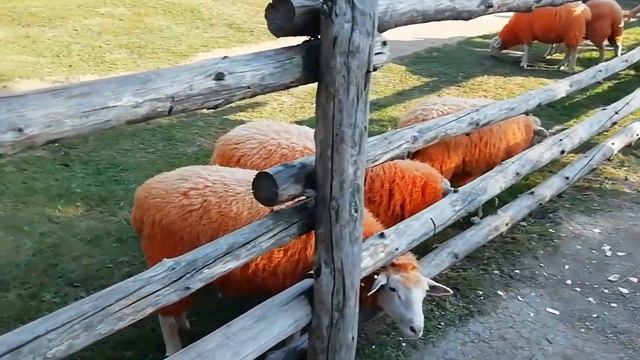 Ейск ! Елец телепортация в Санкт Петербург ! Поход на Кудыкину гору , липецкая область ! смотреть онлайн