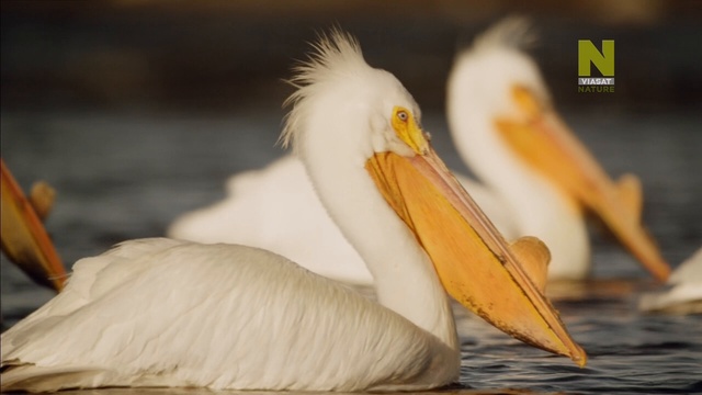 1. смотреть онлайн