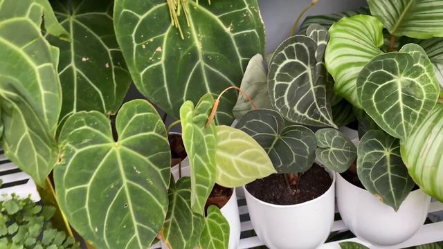 ANTHURIUM CARE TIPS || Clarinervium, Crystal Hope, Crystallinum & Magnificum|| ROMA SO