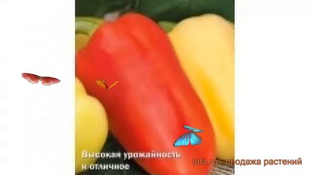 Перец сладкий Белогор F1 (belogor f1 belogor f1) ? обзор: как сажать, семена перца Белогор F1 смотреть онлайн