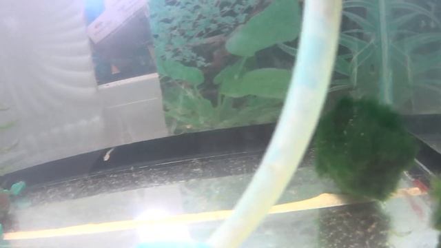 мальки гуппи и мальки меченосцев смотреть онлайн