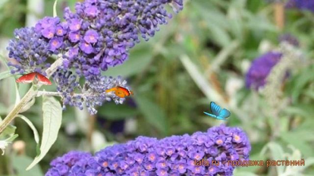 Буддлея давида Эмпайр Блю (buddleja davidii) ? обзор: как сажать, саженцы буддлеи Эмпайр Блю смотреть онлайн