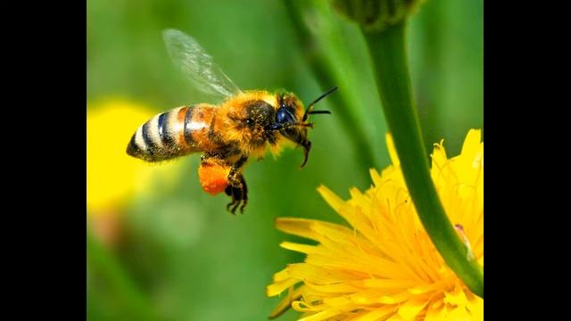 Башня Rowan - Пчелы блюз смотреть онлайн