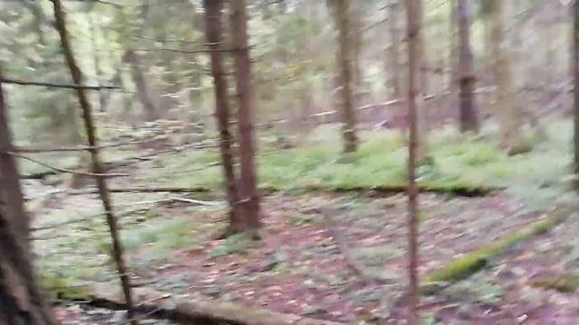 Столько подосиновиков с одного места я не собирал! Сбор грибов в жару. Подмосковье. смотреть онлайн