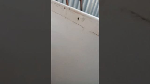 обзор на холодильник Свияга 404 в разобранном виде смотреть онлайн