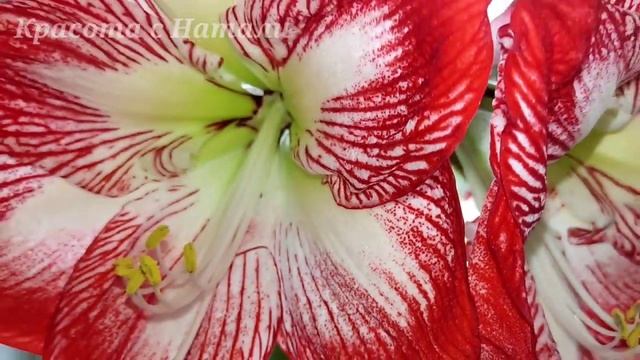 Красавец Гиппеаструм и другие. смотреть онлайн