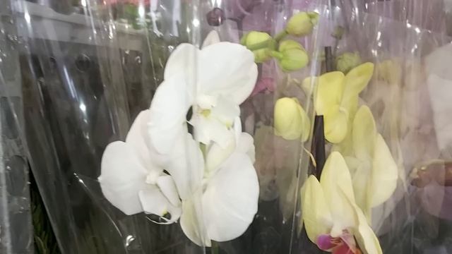 Теперь я видела все?Шикарные ОГРОМНЫЕ ОРХИДЕИ на блаках в магазине ОРХИДЕЯ цветочный рынок Краснода смотреть онлайн