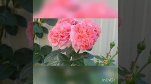 Розочка Mamie Dittiere (Мами Дитьер) #розы