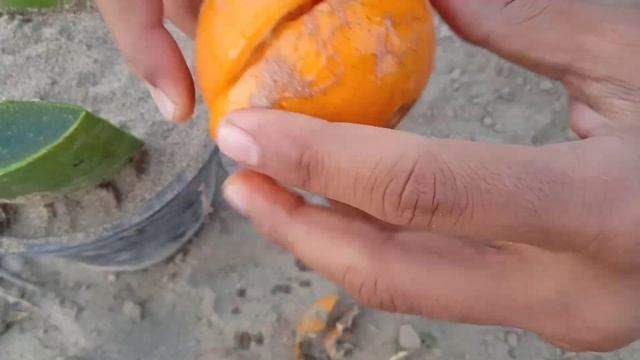 Grow Aloe Vera Plant From Aloe Vera | How To Grow Aloe Vera Plant From A Single Leaf смотреть онлайн