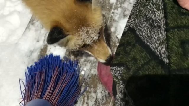 (546) Лиса приходит в гости. Март 2023