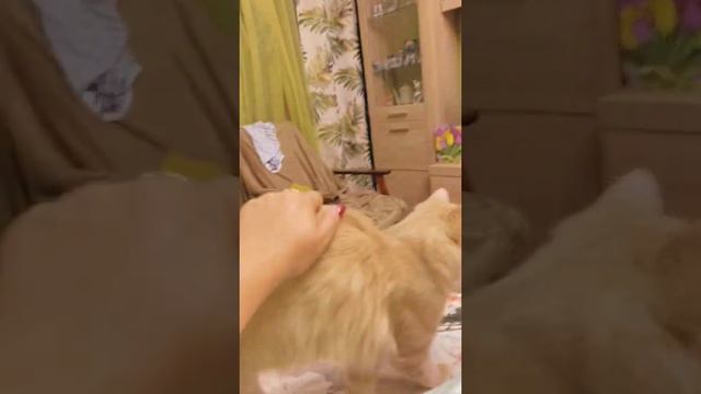 Кошачья любовь. Вернулись с дачи с Тимохой смотреть онлайн