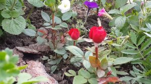 ✅ Как сохранить миниатюрные розы? Посадить их в сад! Мой удачный опыт.