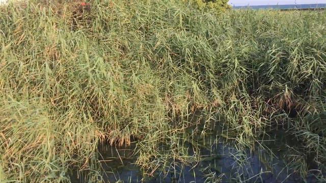 Кипр. Дорога к морю. Жизнь других и котики смотреть онлайн