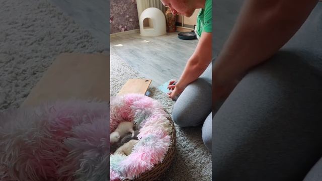 Почему родились слепые и глухие котята? смотреть онлайн