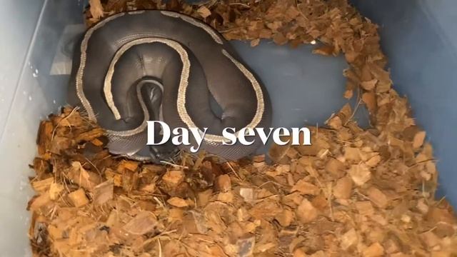 How long it takes my ball python to shed of its skin! ??? смотреть онлайн