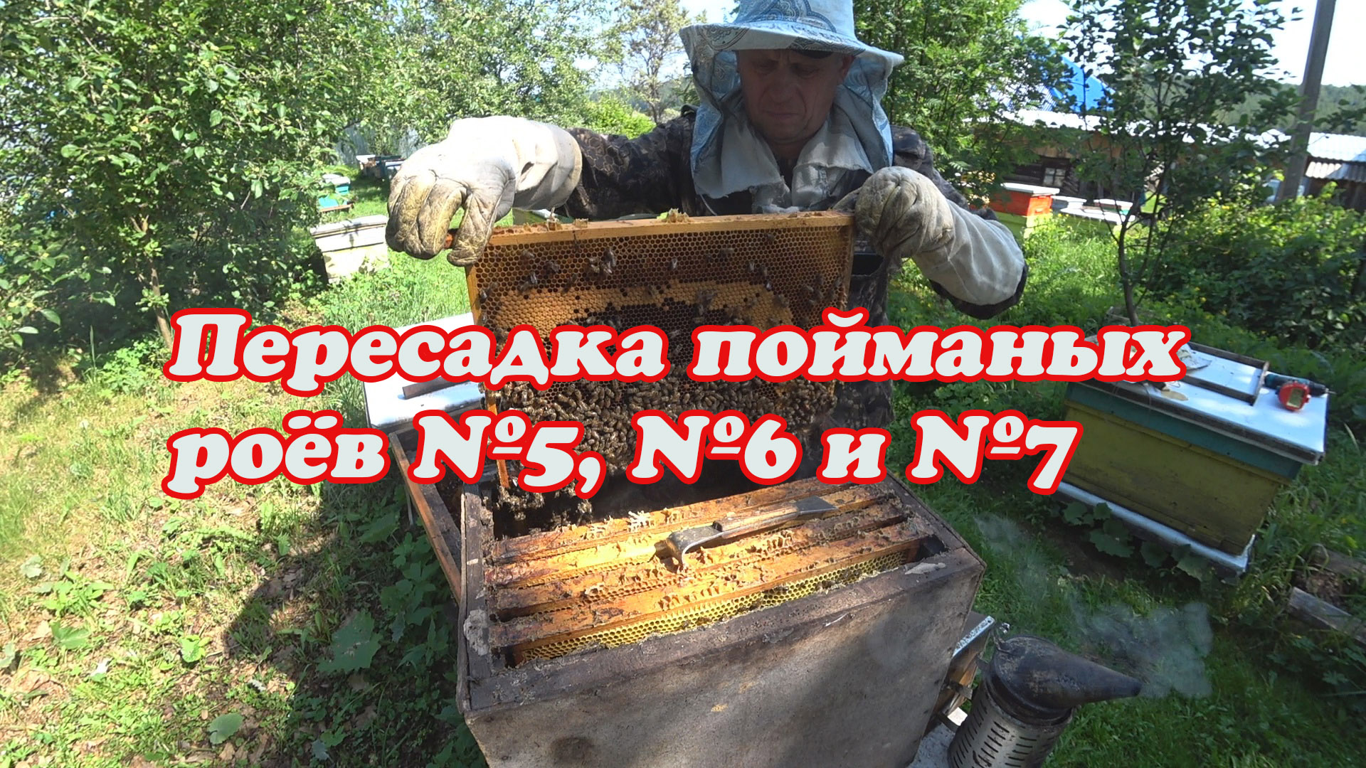 ПЕРЕСАДКА РОЁВ ИЗ ЛОВУШЕК №5, №6 И №7 смотреть онлайн