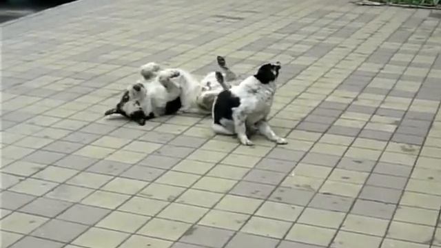 Собака танцует! смотреть онлайн