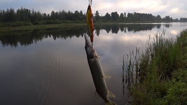 Щука на спиннинг! Брянская область. Рыбалка с берега. смотреть онлайн