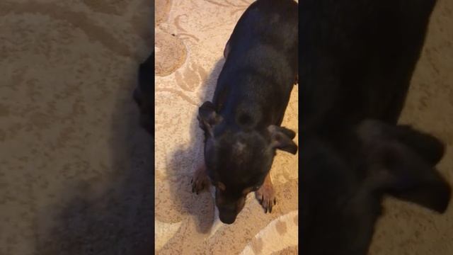 Рэф написал на диван смотреть онлайн