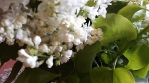 Растирка из сирени для суставов