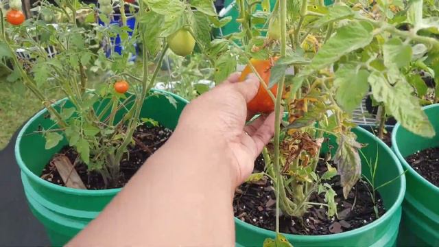 Garden Update and Harvest!! смотреть онлайн