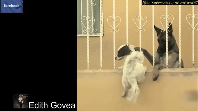 Эта собака застряла в заборе и повисла! Посмотри кто пришёл к ней на помощь! смотреть онлайн