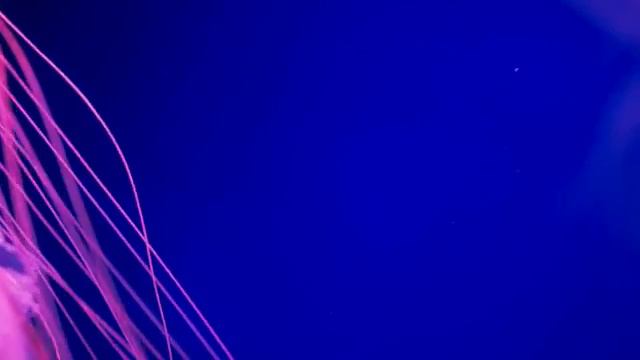 Life of the Ocean - 500 Marine Species with Relaxing Music-🐠Relax Meditation Music 🐠 смотреть онлайн