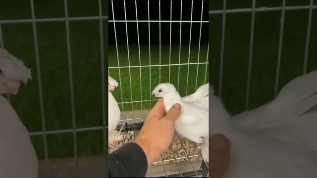 РЕАЛЬНО ЛИ ЗАРАБОТАТЬ $15 000 НА ГОЛУБЯХ. Узбекские двухчубые голуби. Tauben. Pigeons смотреть онлайн