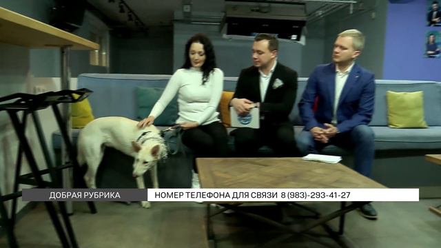 "Добрая рубрика": Калина ищет дом смотреть онлайн