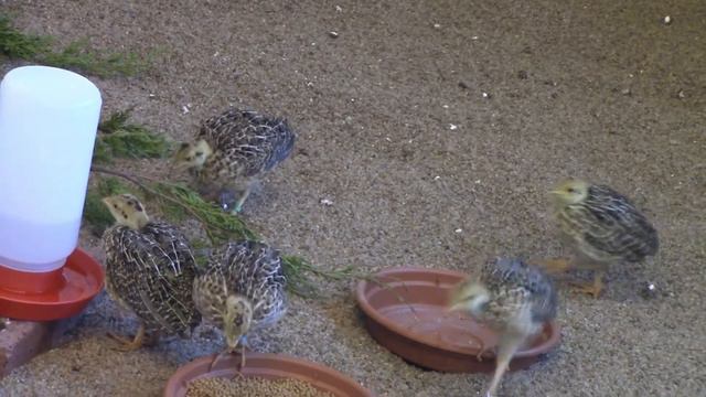 Tour with Tayler: Chick Building смотреть онлайн