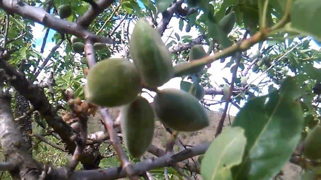 Almendra verde смотреть онлайн