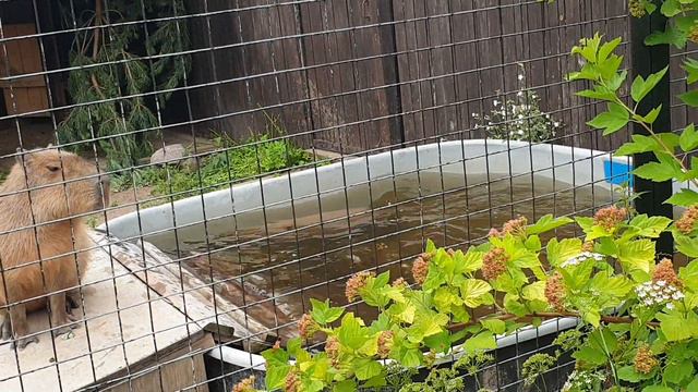 Капибара купается Capybara bathing смотреть онлайн
