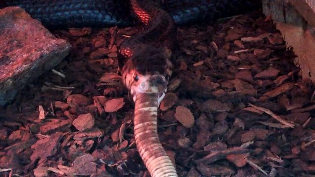 국내최초! 포레스트 코브라 냉동 이집트 코브라 피딩 (Naja melanoleuca feeding ice Naja haje) смотреть онлайн