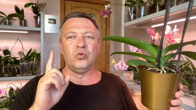 КОРНИ ОРХИДЕЙ ПРОСЫПАЮТСЯ от ЭТОГО уход за магазинной орхидеей смотреть онлайн