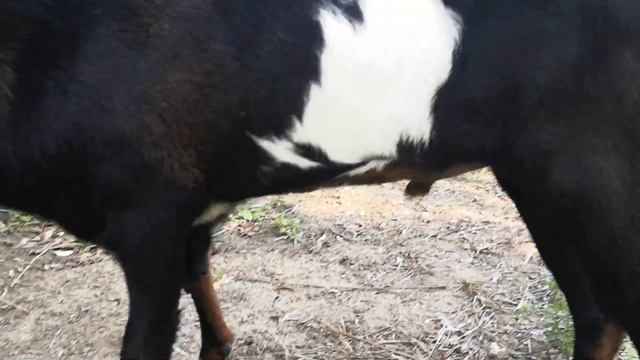 100% англо-нубийский козел Алмаз. смотреть онлайн