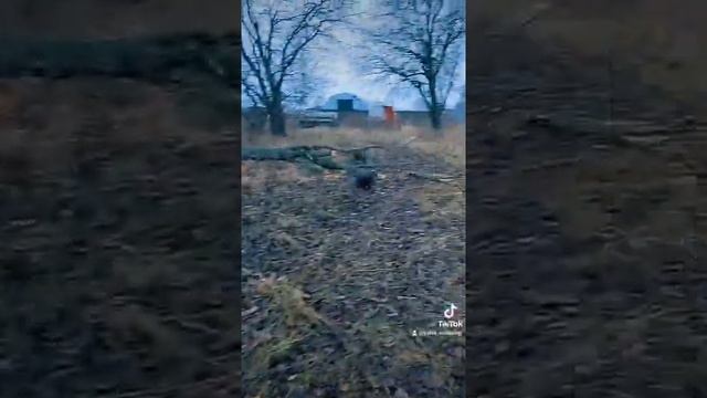 Как бобры грызут деревья. ? смотреть онлайн