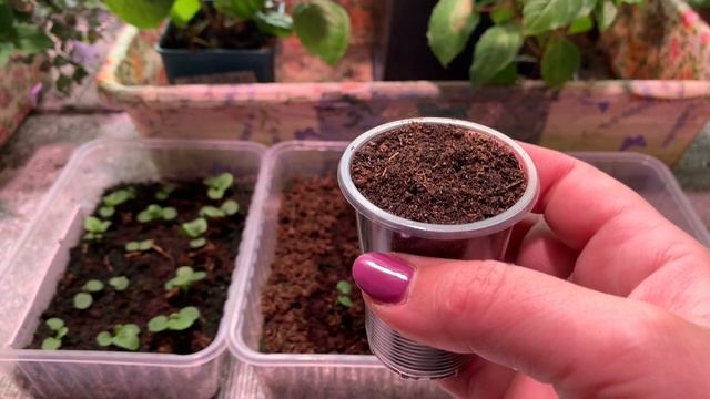 ?ПИКИРОВКА ВИОЛА и ЛЬВИНЫЙ ЗЕВ ЭТО НЕСЛОЖНО? смотреть онлайн