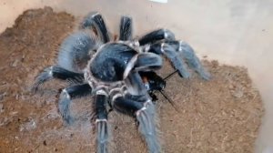 Паук птицеед lasiodora parahybana кормление мадагаскарским тараканом