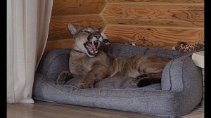 Муха достала пуму Месси!