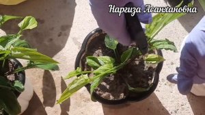 Дримиопсис-размножение и уход