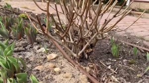 УХОД ЗА САДОМ РАННЕЙ ВЕСНОЙ|РАБОТЫ В САДУ