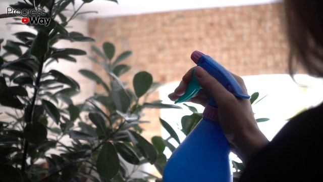 Мое Денежное Дерево Цветет 3 Раза В Год Секрет В Этой Подкормке Которое Я Делаю В Кофемолке! смотреть онлайн