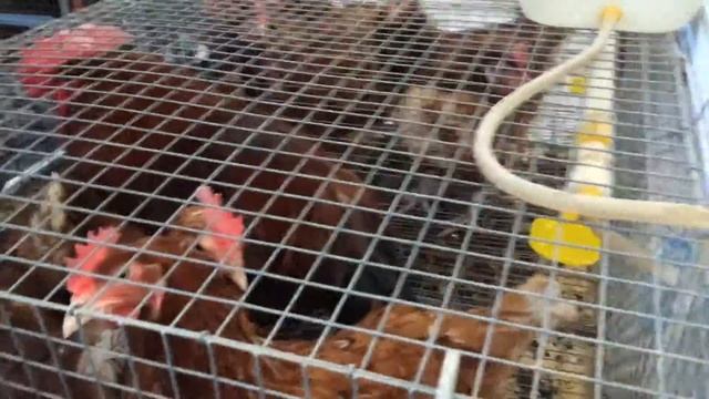 Клекта для кур несушек и бройлеров от производителя смотреть онлайн