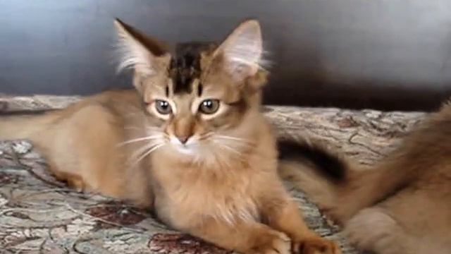 Sable Klan Shumer (котик SOMn) & Sable Klan Shagene (кошечка SOMo) смотреть онлайн