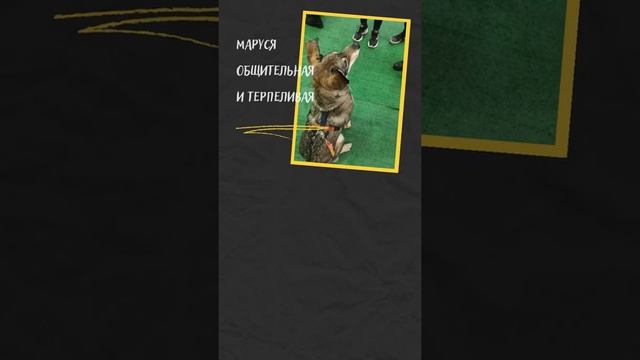 МАРУСЯ ждет своих хозяев смотреть онлайн