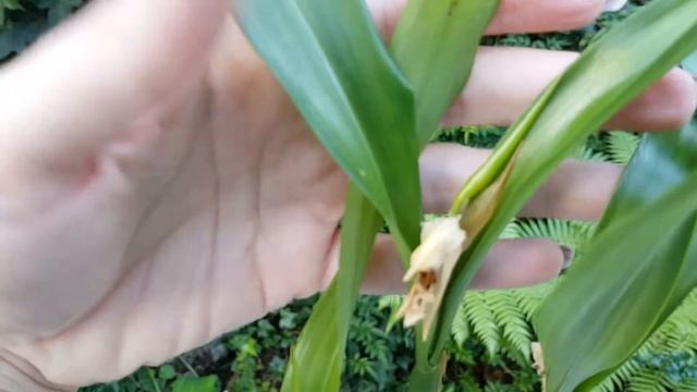 Coelogyne Ovalis / Целогина Овалис смотреть онлайн
